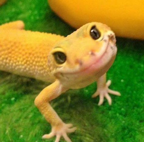 Ridiculously Photogenic Gecko Gecko, Yellow, Green