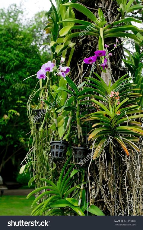 Orchids Hanging Tree Trunk Thailand Rain Stock Photo 141453478 ...