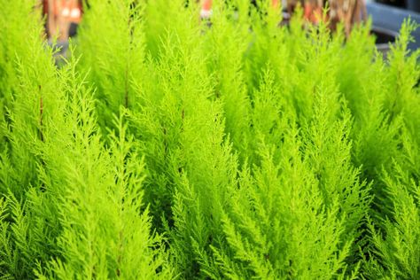 Why Is My Lemon Cypress Dry And Brittle? Lemon Cypress Care, Lemon Cypress In Pots, Lemon Cypress Tree, Cypress Plant, Lemon Cypress, Bald Cypress Tree, Monterey Cypress, Bald Cypress, Dried Lemon