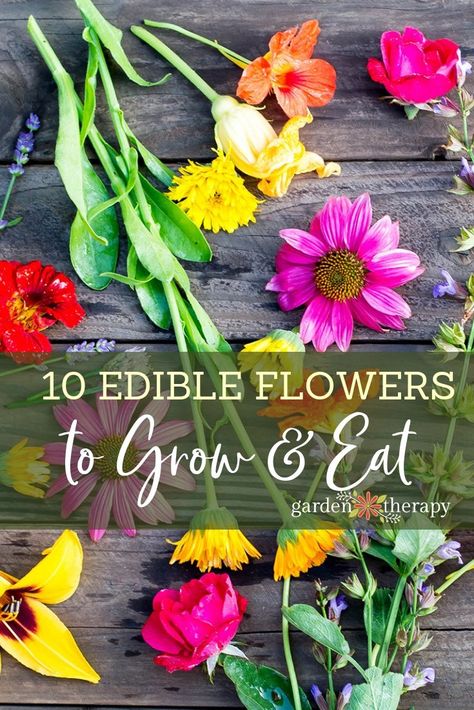 January Gardening, Edible Flower Garden, Gardening Seeds, Edible Flowers Recipes, Flowers To Grow, Garden Therapy, Best Edibles, Potted Flowers, Survival Gardening