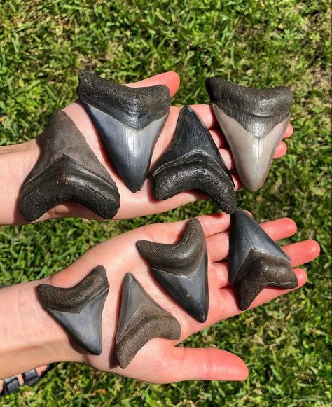 Shark Tooth, Sharks Teeth, Shark Tooth Identification Chart, Sharks Teeth Display, How To Find Shark Teeth At The Beach, Sharks Tooth, Great White Shark Tooth, Peace River, Megalodon Shark