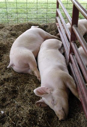 Pigs sleeping in their pins Pigs Sleeping, Vampire Priest, Pig Sleeping, Livestock Judging, Cape Girardeau Missouri, Teacup Pigs, Pigs Fly, Cape Girardeau, Dream Property