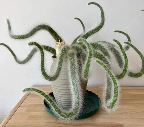 Monkey Tail Cactus, Cactus, Vase, Green, White