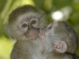 As the only wildlife sanctuary in Malawi we are always taking in rescued, orphaned and injured animals. We also rely on volunteers for orphan care, which could mean hand raising a baby monkey or a duiker. Makeup Brushes Real Techniques, Vervet Monkey, Volunteer Travel, Wildlife Sanctuary, Nature Preserve, Baby Monkey, Search And Rescue, African Animals, Primates