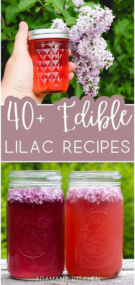 Delight in our 40+ edible lilac recipes, a part of our spring dessert ideas. Whether you're baking a lilac cake or stirring up a batch of lilac simple syrup for cocktails, these recipes make the most of this fragrant, edible flower. Each dish offers a unique way to bring the scent and taste of spring into your home. Explore more easy desserts & homemade desserts, and herbal drinks at adamantkitchen.com Lilac Recipes Desserts, Lilac Simple Syrup Recipe, Lilac Herbal Recipes, Things To Do With Lilac Flowers, Things To Make With Lilacs, Lilac Lemonade Recipe, Lilac Recipes Edible Flowers, Lilac Sugar Recipe, Lilac Syrup Recipe