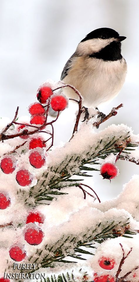 Happy Winter Images, Winter Images Nature, Winter Animal Photography, Winter Pictures Nature, Winter Animal Wallpaper, Winter Scenes Photography, Bird Crafts For Toddlers, Winter Wildlife Photography, Winter Birds Painting