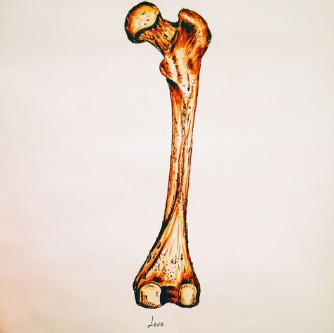 #femur #illustration #medicine #medicalillustration #copic #copicmarkers #draw #drawing #art #artwork #bone #anatomy Bone Anatomy, Femur Bone, Linocut Art, Draw Drawing, Copic, Drawing Art, Linocut, Art Artwork, Anatomy