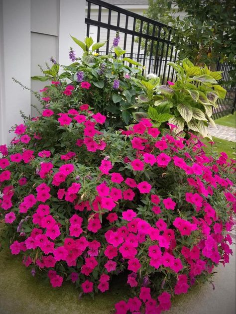 Supertunia Vista Bubblegum, Quick Fire Hydrangea, Cherry Red Color, Container Gardening Flowers, Pink Garden, Garden Containers, Backyard Fences, Gorgeous Gardens, Outdoor Planters