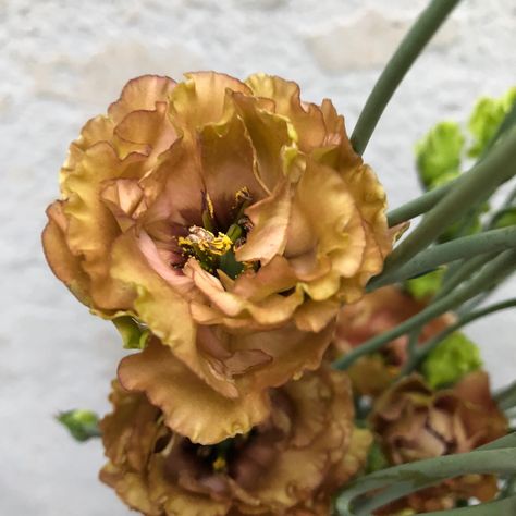 Rosanne Brown Lisianthus, Brown Wedding Flowers, Brown Lisianthus, Bronze Flowers, Floral Names, Desert Boho, Flower Varieties, Long Stem Flowers, Flower Picture