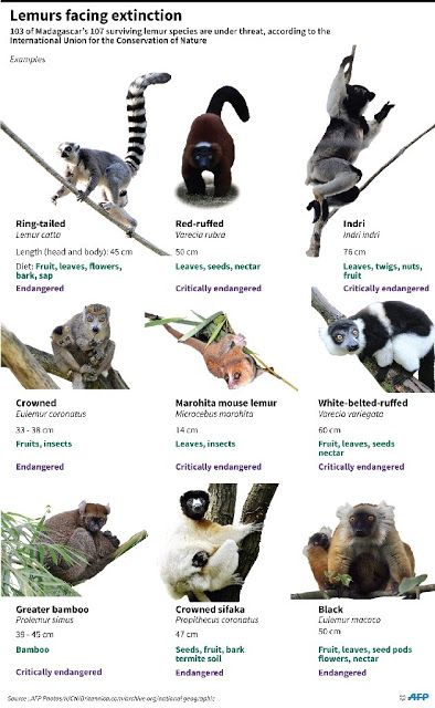 Sifaka Lemur, Lemur Enrichment Ideas, Lemur Enrichment, Red Ruff Lemur, Types Of Lemurs, Flying Lemur, Forest Habitat, Archaeology News, List Of Animals