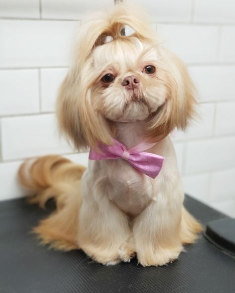 Asian Fusion Shih Tzu, Male Shih Tzu Grooming Styles, Asian Fusion Grooming, Shitzu Haircuts, Shih Tzu Hair Styles, Dog Grooming Shih Tzu, Dog Hairstyles, Shih Tzu Haircuts, Perro Shih Tzu