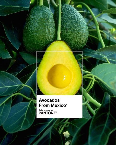 PANTONE on Instagram: "The Pantone Color Institute has partnered with the @AvocadosFromMexico® team to create PANTONE color Avocados From Mexico 🥑 With its distinctive yellow-green glow, the @AvocadosFromMexico brand color instantly brings to mind the creamy avocado fruit native to Mexico. Symbolic of a healthful and nutrient rich supergood ingredient, the Avocados From Mexico color gives rise to an unmistakable energy you can feel and taste. With its combination of a creamy yellow center, fr Avocados From Mexico, 2023 Mood, Avocado Fruit, Super Greens, Creative Poster Design, Creative Posters, Avocado Oil, Pantone Color, Fun Fact