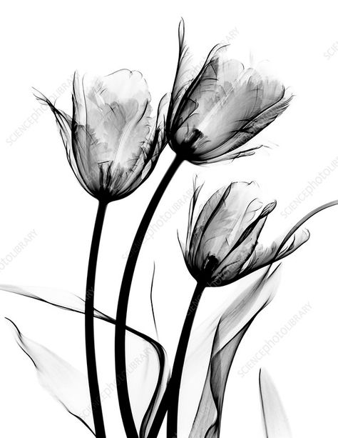 Tulip (Tulipa sp.) flowers, X-ray Rays Tattoo, Tulpen Arrangements, Xray Art, Contrast Art, Albert Koetsier, Tulips Arrangement, Tattoo Flowers, Tulips Art, White Framed Art