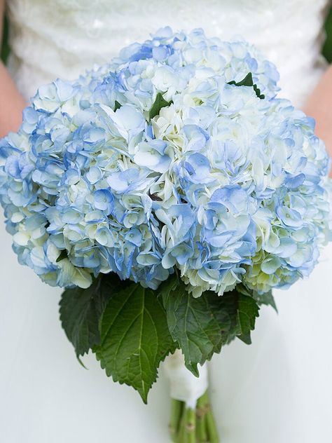 The 15 Prettiest Hydrangeas Bouquets We’ve Ever Seen Blue Hydrangea Bridal Bouquet, Blue Hydrangea Bouquet, Hydrangea Bridal Bouquet, Blue Hydrangea Wedding, Hydrangea Bouquet Wedding, Wedding Flowers Hydrangea, Blue Hydrangeas, Hydrangea Bouquet, Hydrangeas Wedding