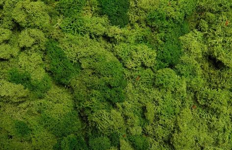 Moss Aesthetic Wallpaper, Moss Green Aesthetic, Eco Design Interior, Moss Background, Moss Aesthetic, Texture Studies, Moss Texture, Moss Pattern, Moss Lawn