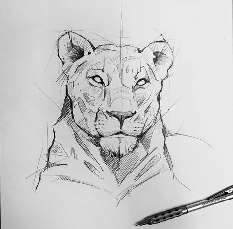 Megan Thomas, Lion Sketch, Pencil Drawings Of Animals, Lion Drawing, Logo Sketches, Animal Drawings Sketches, Draw Animals, Big Cats Art, Desenho Tattoo