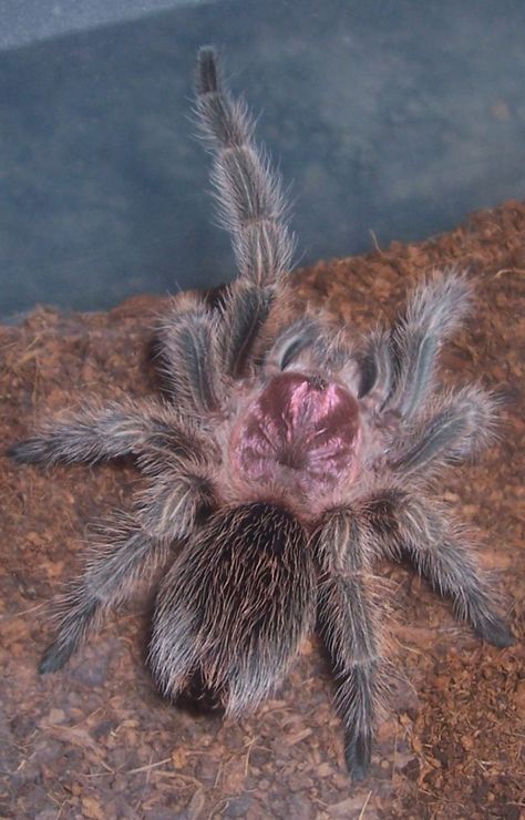 Chilean Rose looking very pink! Rose Hair Tarantula, Rose Tarantula, Beautiful Spiders, Tarantula Enclosure, Eastern Grey Kangaroo, Pet Tarantula, Arachnids Spiders, Tarantula Spider, Spider Queen