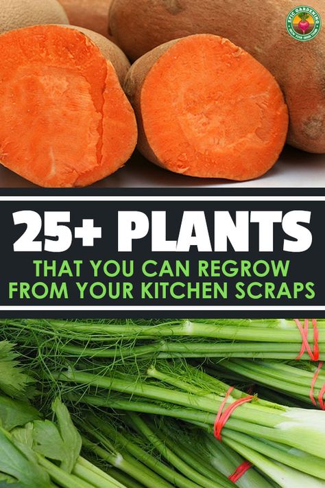 Did you know you can regrow plants from kitchen scraps? A lot of different fruits and veggies can be regrown and we'll show you exactly how to do it. via @epicgardening Regrow Vegetables, Indoor Vegetables, Vegetable Scraps, Kitchen Scraps, Organic Waste, Growing Veggies, Veg Garden, Different Fruits, Growing Fruit