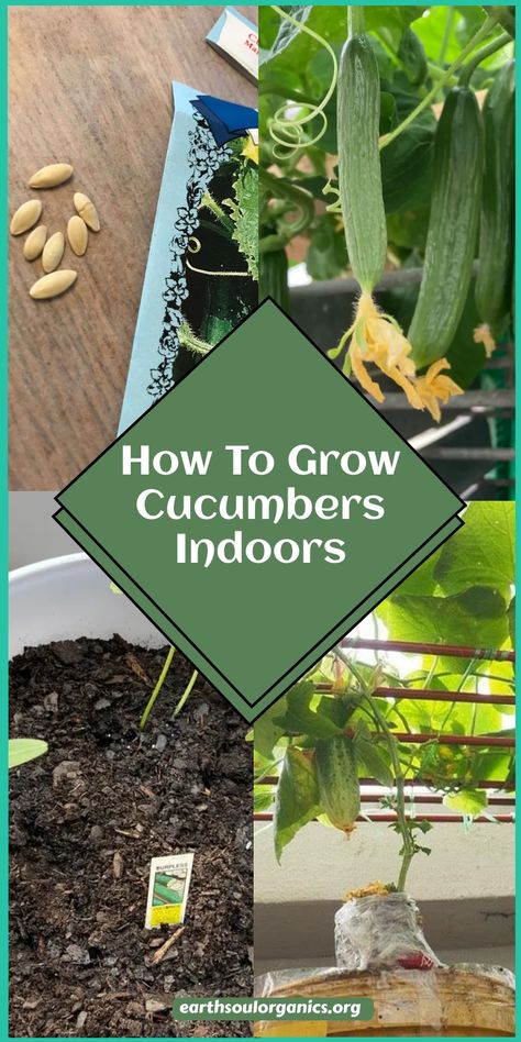 No backyard? No problem! Learn how to grow cucumbers indoors with these easy tips. From setting up your space to choosing the right cucumber varieties, this guide has it all. Enjoy fresh, homegrown veggies year-round! #IndoorGardeningTips #GrowYourOwn #CucumberCare Indoor Cucumber Plant, Grow Cucumbers Indoors, Grow Garlic Indoors, How To Grow Cucumbers, Cucumber Seedlings, Grow Cucumbers, Cucumber Varieties, Gardening Vegetables, Growing Garlic