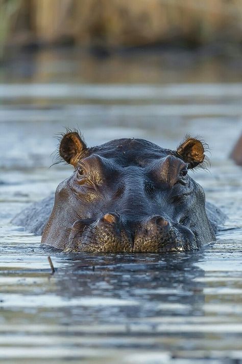 Hippopotamus Photography, River Animals, Animal Photography Wildlife, Africa Wildlife, Hungry Hippos, Rhinos, Animal Silhouette, African Wildlife, African Animals