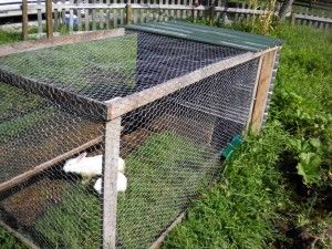 The Rabbit Tractor = meat and/or fiber + a well-mowed lawn! Rabbit Grow Out Pen, Rabbit Keeping, Rabbit Tractor, Rabbit Things, Bunny Houses, Mowed Lawn, Raising Rabbits For Meat, Rabbit Pen, Raising Turkeys