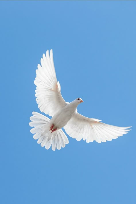 Dove symbolism according to different cultures and religions White Dove Pictures, Dove Pictures Birds, Dove Flying Photography, Dove Photography Bird, Dove Wallper, Dove Aesthetic Bird, Doves Flying To Heaven, White Dove Aesthetic, Doves Aesthetic