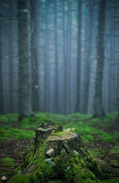 Fairy Landscape, Background For Editing, Aqua Design, Shadi Card, Duke Bike, Nature Photography Trees, Dove Pictures, Blur Photography, Desktop Background Pictures