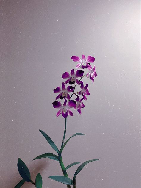 Orchid Aesthetic, Tiktok Challenge, Bloom Baby, Pretty Flowers, Orchids, Wallpapers, Paint, Iphone, Plants