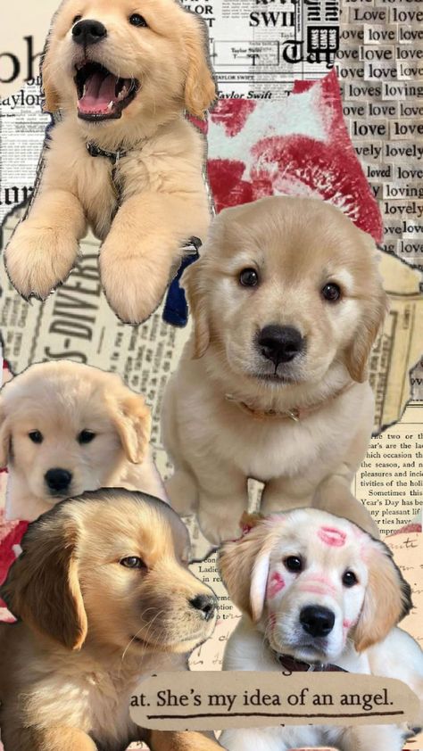 wallpaper with puppies Cutedog Puppies Wallpaper, Cute Dog Aesthetic Wallpaper, I Love Dogs Wallpaper, Dog Collage Wallpaper, Wallpaper Iphone Dog, Dog Lockscreen, Dogs Pfp, Puppy Wallpaper Iphone, Dog Wallpaper Iphone