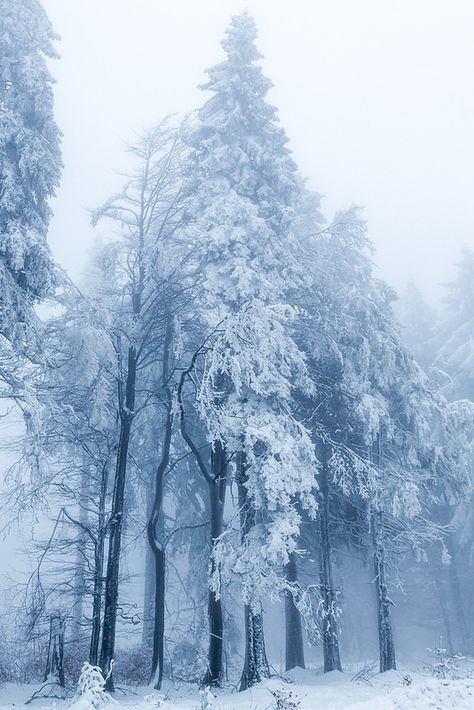 Fog & Snow | par janeway1973 Beautiful Christmas Scenes, Cold Heart, Aesthetic Places, Beautiful Scenery Photography, Dark Tree, I Love Snow, Big Board, Scenery Photography, Mystical Forest