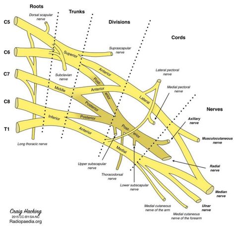 brachial plexus nerves blood anatomy revision study medical med school Pectoral Girdle, Infraspinatus Muscle, Upper Limb Anatomy, Axillary Nerve, Brachial Plexus, Human Muscle Anatomy, Gross Anatomy, Study Flashcards, Musculoskeletal System