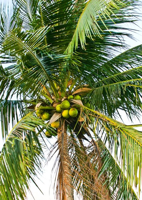 The coconut tree(Cocos nucifera) is found almost everywhere on Barbados. These towering trees bear a head of large pinnate leaves with a slender trunk. It has been thought to spread to the East and West by way of its floating fruit. Most authorities claim it is native to South Asia while others, northwestern South America.   Coconut milk is made by processing grated coconut with hot water or milk.   The extracted oil is the most versatile of vegetable oils as  cosmetics, cooking oil, etc. Case Creole, Aloe Vera Acne, Giant Vegetable, Coconut Oil Recipes, Beach Sunset Wallpaper, Coconut Oil Uses, Hawaiian Art, Cocos Nucifera, Water Sea