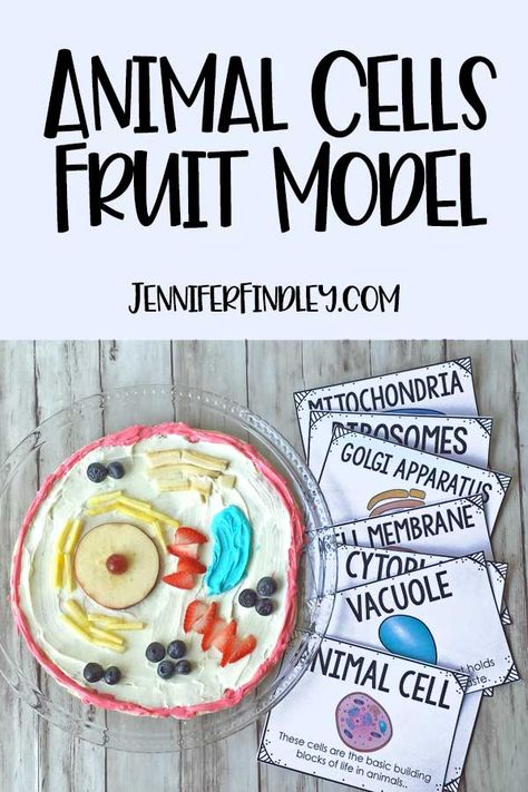 Animal Cell Brochure Project, Plant And Animal Cell Activities, Edible Cells Project, Edible Cell Project Ideas Animals, Parts Of A Cell Project, Edible Animal Cell Project Ideas, Edible Cell Project Ideas, Cell Organelle Project, Edible Animal Cell Project