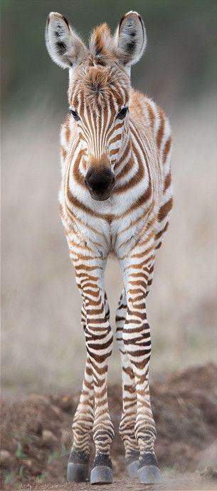 Zebra Animal Photography, Zebra Reference, Zebra Photography, Zebra Pictures, Zebra Baby, Zebra Animal, Baby Zebra, Tropical Animals, Zebras Animal