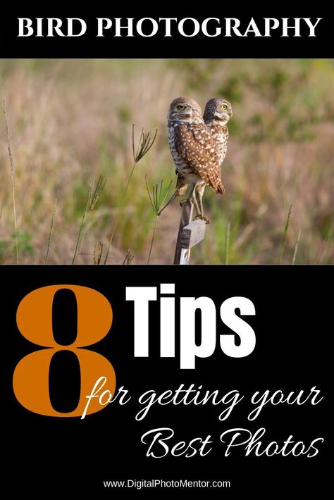 8 Beginner Tips for Better Bird Photography Bird Photography Tips, Canon R7, Wildlife Camera, Bird Person, Wildlife Photography Tips, Digital Photography Lessons, Birds Photography, Camera Tips, How To Photograph