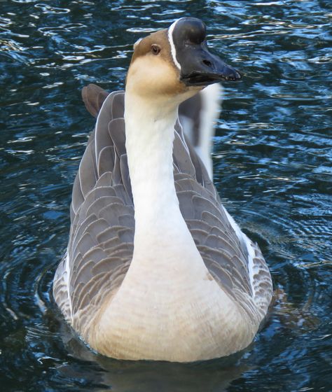 African Goose African Goose, Great Hobbies, Bird Photo, Love Birds, Arizona, I Am Awesome, Birds