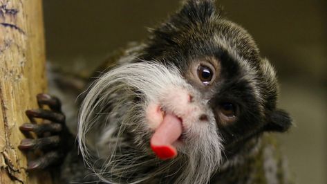 Monkey Mania: Tamarin with an emperor's mustache - CGTN Rainforest Creatures, Emperor Tamarin, Travel Aesthetic Beach, Travel Aesthetic Outfits, Travel Wallpapers, For The Emperor, Travel With Friends, Travel Love Quotes, With Friends Aesthetic