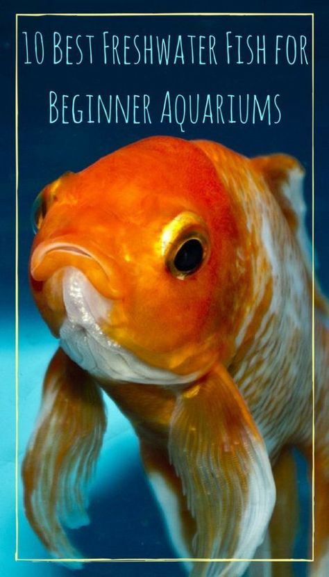 10 Best Freshwater Fish for Beginner Aquariums - PBS Pet Travel Fish For Beginners, Aquarium Pets, Fish Gif, Aquarium Tips, Fish Freshwater, Fish People, Goldfish Kiss, Fish Pictures, Tropical Fish Tanks