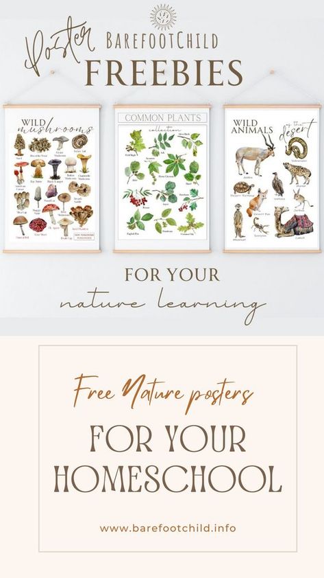 For a limited time you can get 3 of our Nature study A4 size posters for #free :) Making these an affordable resource to add to your #naturestudies and #classroomdecor.  #freeprintables