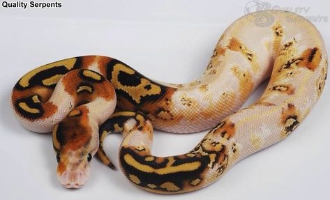 Dream Snake, Python Morphs, Snake Photos, Python Regius, Cool Snakes, Pretty Snakes, Boa Constrictor, Reptile Room, Ball Python Morphs