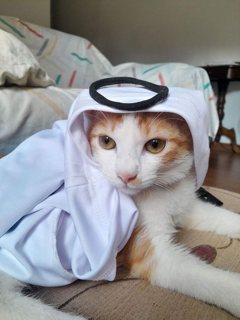 Muslim Cat, Eid Milad, Milkshakes, Pretty Cats, Cute Little Animals, Cat Memes, Cute Cats, Kittens, Kitty