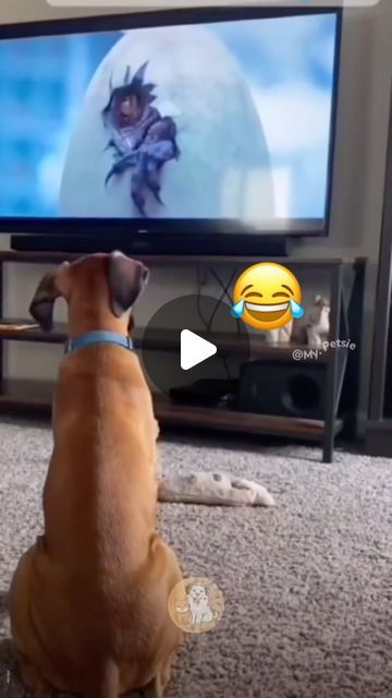 Dog Cute Video, Animal Humor Hilarious, Dogs Watching Tv, Funny Animal Videos Dogs, Funny Dog Videos Make Me Laugh, Animal Funny Videos, Talking Dog Video, Dog Watching Tv, Really Funny Dog Videos