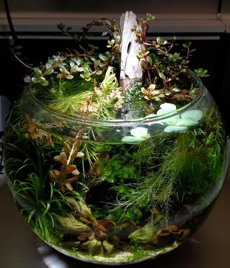 Walstad Bowl, Water Terrarium, Aquarium Garden, Jar Collection, Fish Tank Terrarium, Self Sustaining, Aquatic Garden, Indoor Water Garden, Brandy Glass