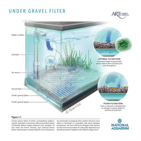 Explanation of aerobic biological filtration for under gravel filters in fresh water aquariums. Created by #RebackBiomedicalMedia for the National Aquarium in Baltimore, Maryland. - #aerobic #filtrationsystems #undergravelfilter #biotowerfilter #spongefilter #freshwater #aquarium #nationalaquarium #infographic #diagram #publishing #naturalscience #biology #education #color #illustration #scientificillustration #sciart #scienceillustrator #science #scientific Biological Illustration, Science Artwork, Infographic Diagram, Aquarium Maintenance, Cell Biology, Aquarium Filter, Illustration Animation, University School, Color Illustration