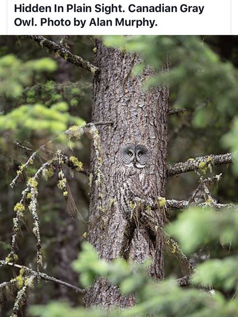 Hidden in Plain Sight Owl Photography, Great Grey Owl, Owl Photos, Owl Pictures, Gray Owl, Beautiful Owl, Airbrush Art, Pretty Birds, Cute Owl