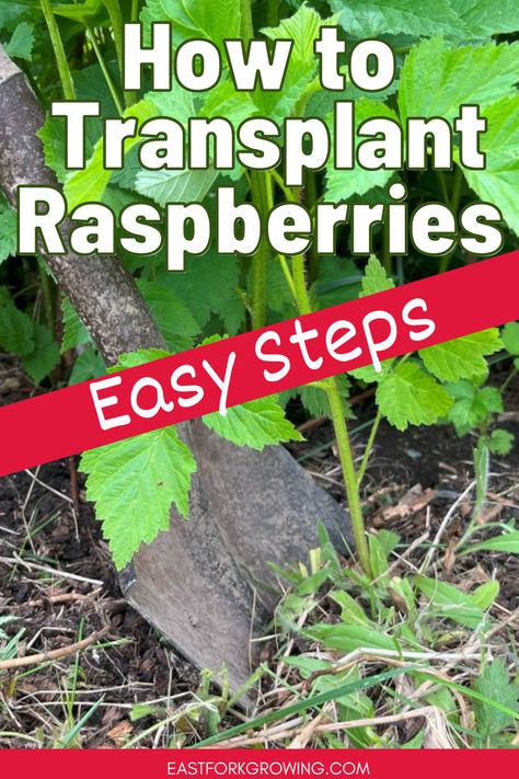 Learn how to plant raspberries and discover the best way to grow raspberries with these helpful raspberry garden ideas. Growing berries isn't hard. Get tips on planting raspberry bushes, growing raspberries, and raspberry bush care. Find out how to grow raspberry bushes, how to plant berries, and perfect your perennials garden. Learn everything you need about transplanting raspberry plants for healthy raspberry plants growing. How To Grow Raspberries Bushes, Transplanting Raspberry Plants, Planting Raspberry Bushes, Raspberry Plants Growing, Raspberry Garden Ideas, Raspberry Trellis Ideas, How To Plant Raspberries, Berries In Pots, Planting Raspberries