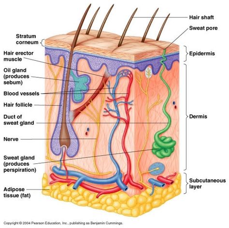 Skin Layers Anatomy Drawing, Skin Layers Anatomy Project, Integumentary System Project, Skin Diagram, Hair Anatomy, Anatomy Diagrams, Biology Diagrams, Anatomy Organs, Skin Anatomy