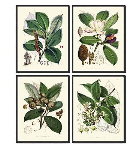 Tree Branch Print Set of 4 Antique White Magnolia Flower Home Room Wall Art Decor Unframed FIT Southwestern Artwork, Pottery Barn Frames, White Magnolia Flower, Southwestern Wall Art, Wall Art Set Of 4, Country Wall Art, Southwestern Art, White Magnolia, Antique Illustration