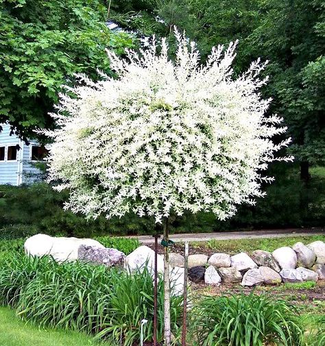 Japanese Dappled Willow Topiary tree Dappled Willow Tree, Hakuro Nishiki, Salix Integra, Backyard Trees, Dappled Willow, Blooming Trees, Front Landscaping, Topiary Trees, Variegated Plants