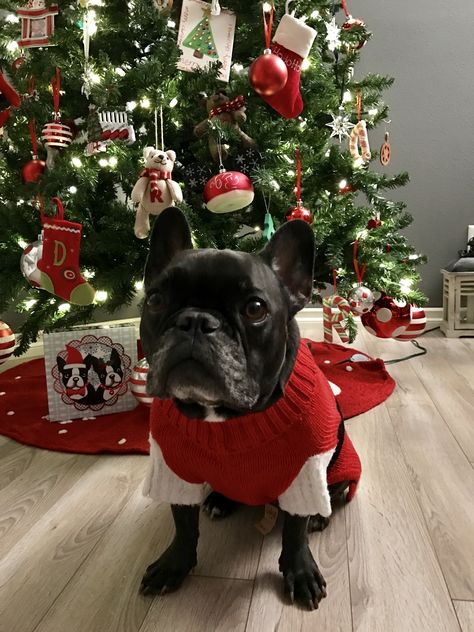 Santa Hootie 🎅🏻 French Bulldog Christmas Wallpaper, Frenchie Christmas, Christmas French Bulldog, Baki Hanma, Santa Sweater, French Bulldogs, Christmas Mood, Terrier Mix, Christmas Wallpaper